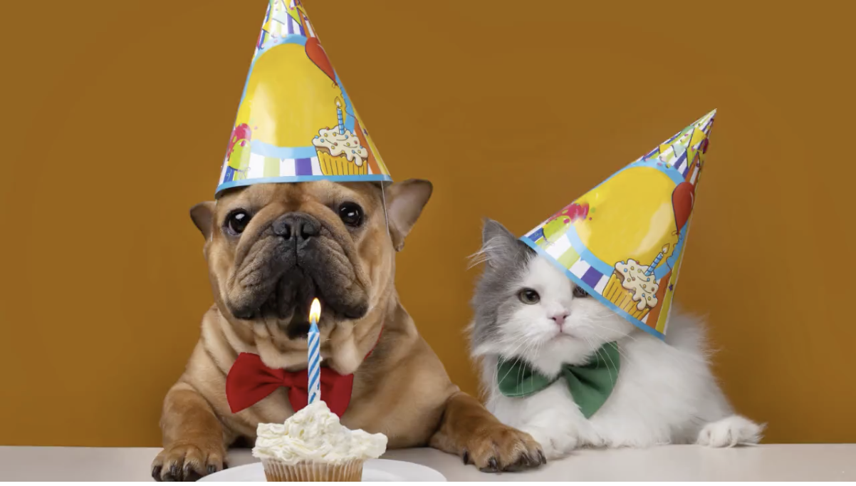 Birthday Video Maker 1000 Templates Songs It S Free Birthday Video Maker 1000 Templates Songs It S Free